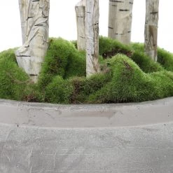 Uttermost Aldis Potted River Birch 10 Uttermost Aldis Potted River Birch