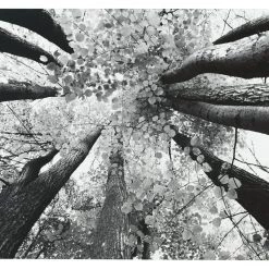 Ashley Furniture Ananya - Black/white - Wall Art Accessories