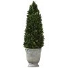 Uttermost Boxwood Cone Topiary Accessories 1 Uttermost Boxwood Cone Topiary Accessories