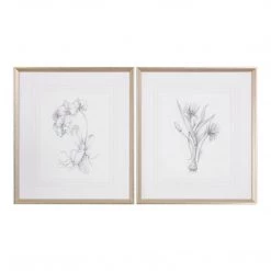 Accessories Uttermost Botanical Sketches Framed Prints S/2