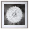 Uttermost Dandelion Seedhead Framed Print 2 Uttermost Dandelion Seedhead Framed Print