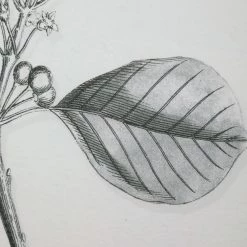 Uttermost Farmhouse Florals Framed Prints, S/9 Accessories 14 Uttermost Farmhouse Florals Framed Prints, S/9 Accessories