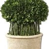 Uttermost Willow Topiary Preserved Boxwood