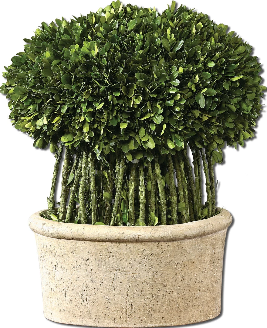 Uttermost Willow Topiary Preserved Boxwood 3 Uttermost Willow Topiary Preserved Boxwood