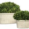 Uttermost Oval Domes Preserved Boxwood Set/2