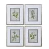 Uttermost Stem Study Framed Prints Set/4