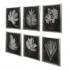 Uttermost Foliage Framed Prints, S/6 Accessories