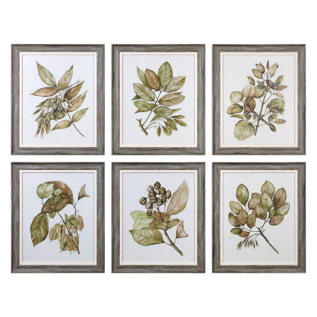 Accessories Uttermost Seedlings Framed Prints S/6 3 Accessories Uttermost Seedlings Framed Prints S/6