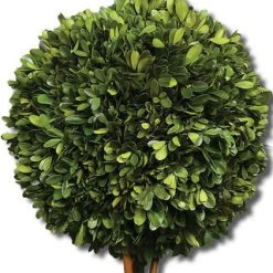Uttermost Two Sphere Topiary Preserved Boxwood Accessories